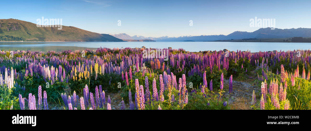 Los altramuces silvestres, el Lago Tekapo, Mackenzie País, Canterbury, Isla del Sur, Nueva Zelanda Foto de stock