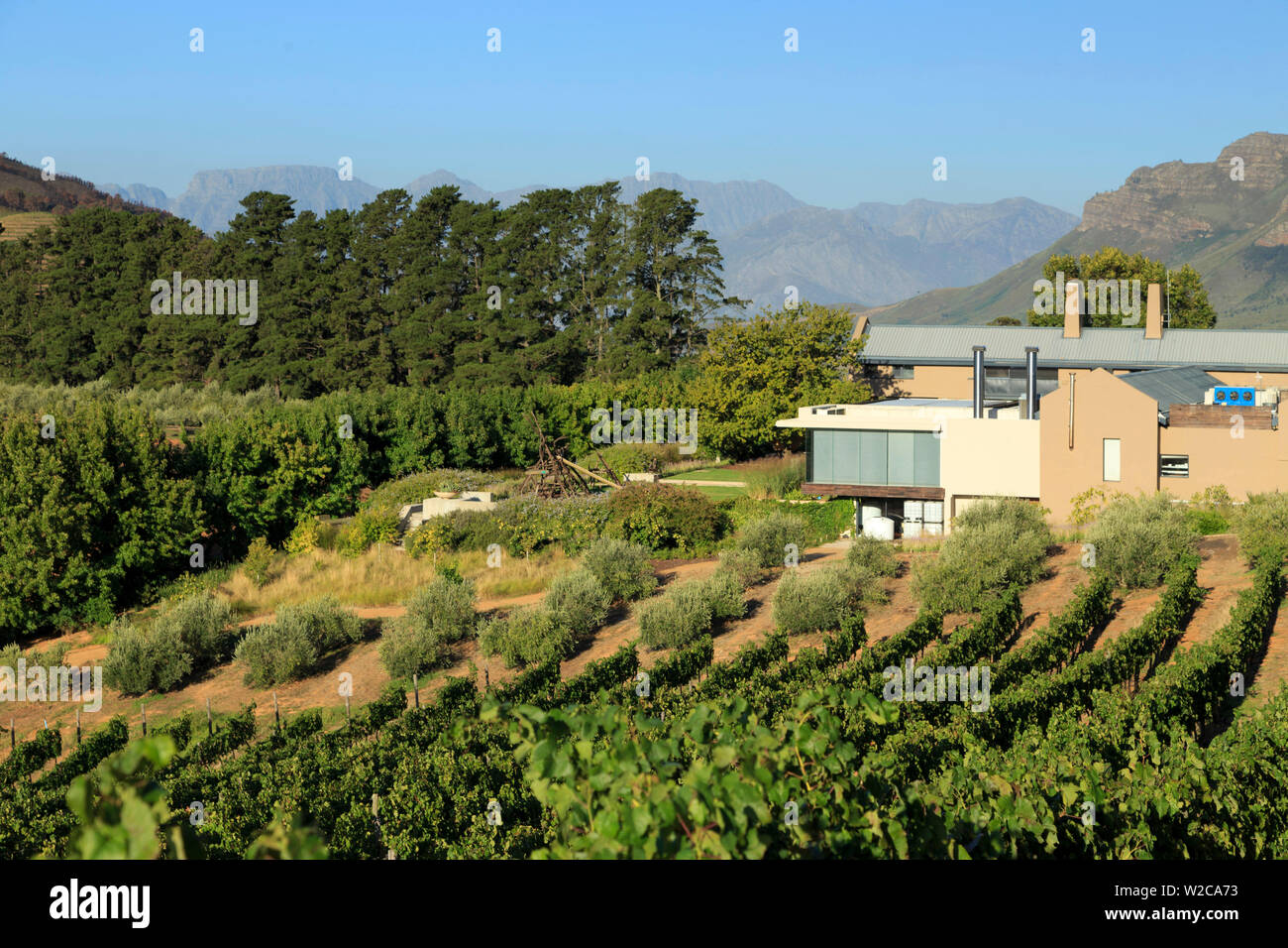 Sudáfrica, Western Cape Stellenbosch, Tokara Wine Estate Foto de stock