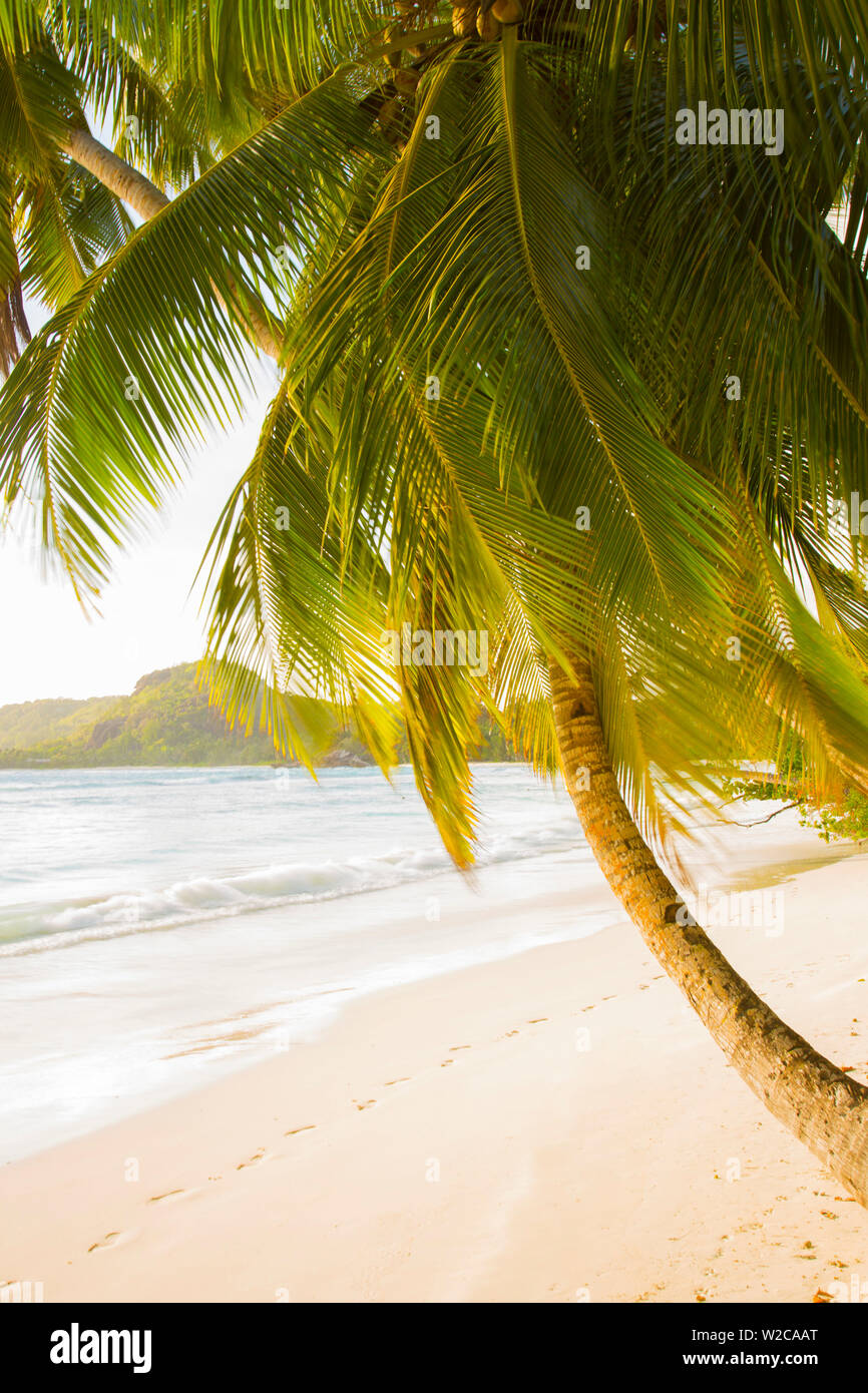 Palmera y playa tropical, en el sur de Mahé, Seychelles Foto de stock