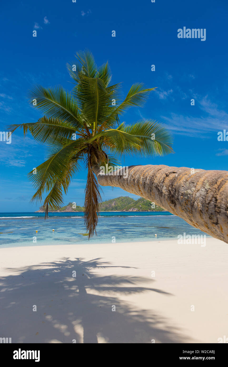 Palmera y playa tropical, en el sur de Mahé, Seychelles Foto de stock