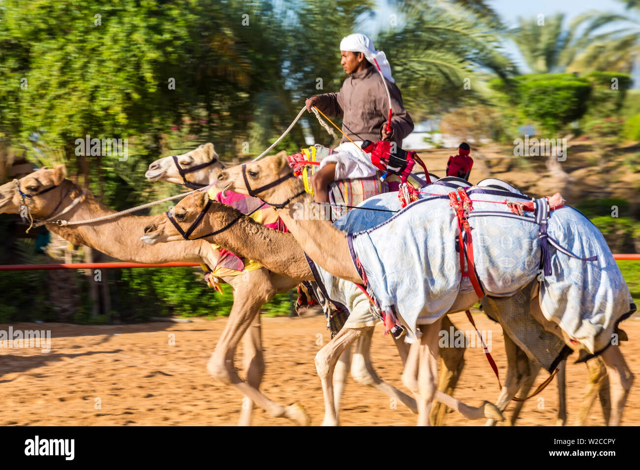 Las carreras de camellos, Dubai, Emiratos Árabes Unidos, EAU Foto de stock