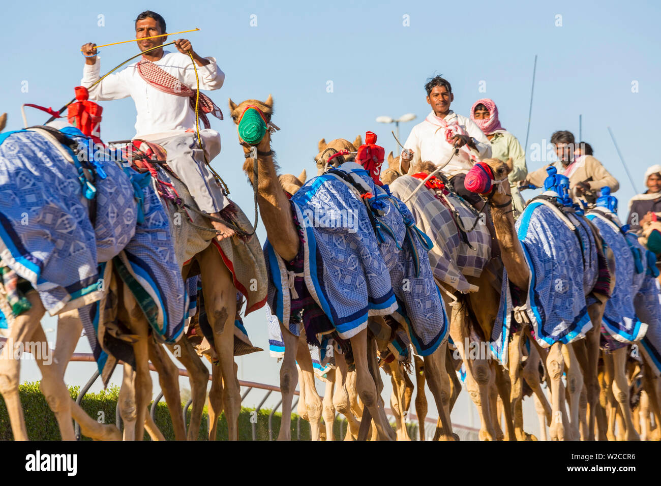 Las carreras de camellos, Dubai, Emiratos Árabes Unidos, EAU Foto de stock