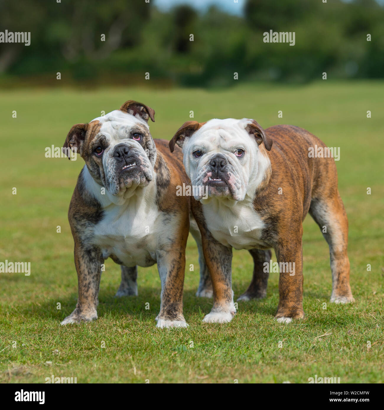 Perros braquicéfalos fotografías e imágenes de alta resolución - Alamy