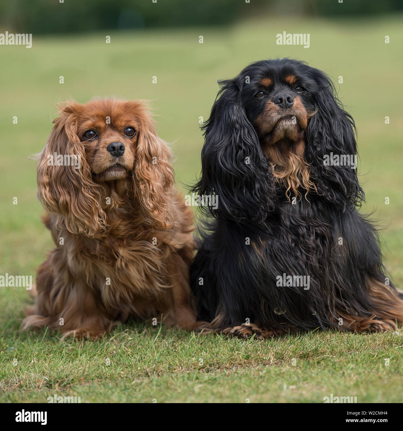 Dos Cavalier King Charles Epagneuls Fotografia De Stock Alamy