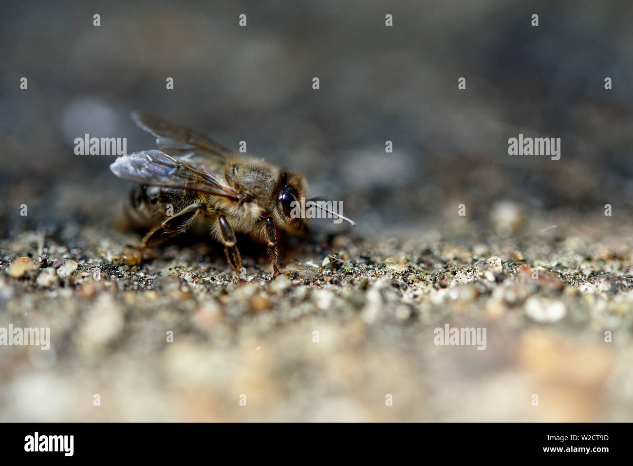 Cierre detallada de una abeja de miel arrastrándose a lo largo de alguna grava. Foto de stock