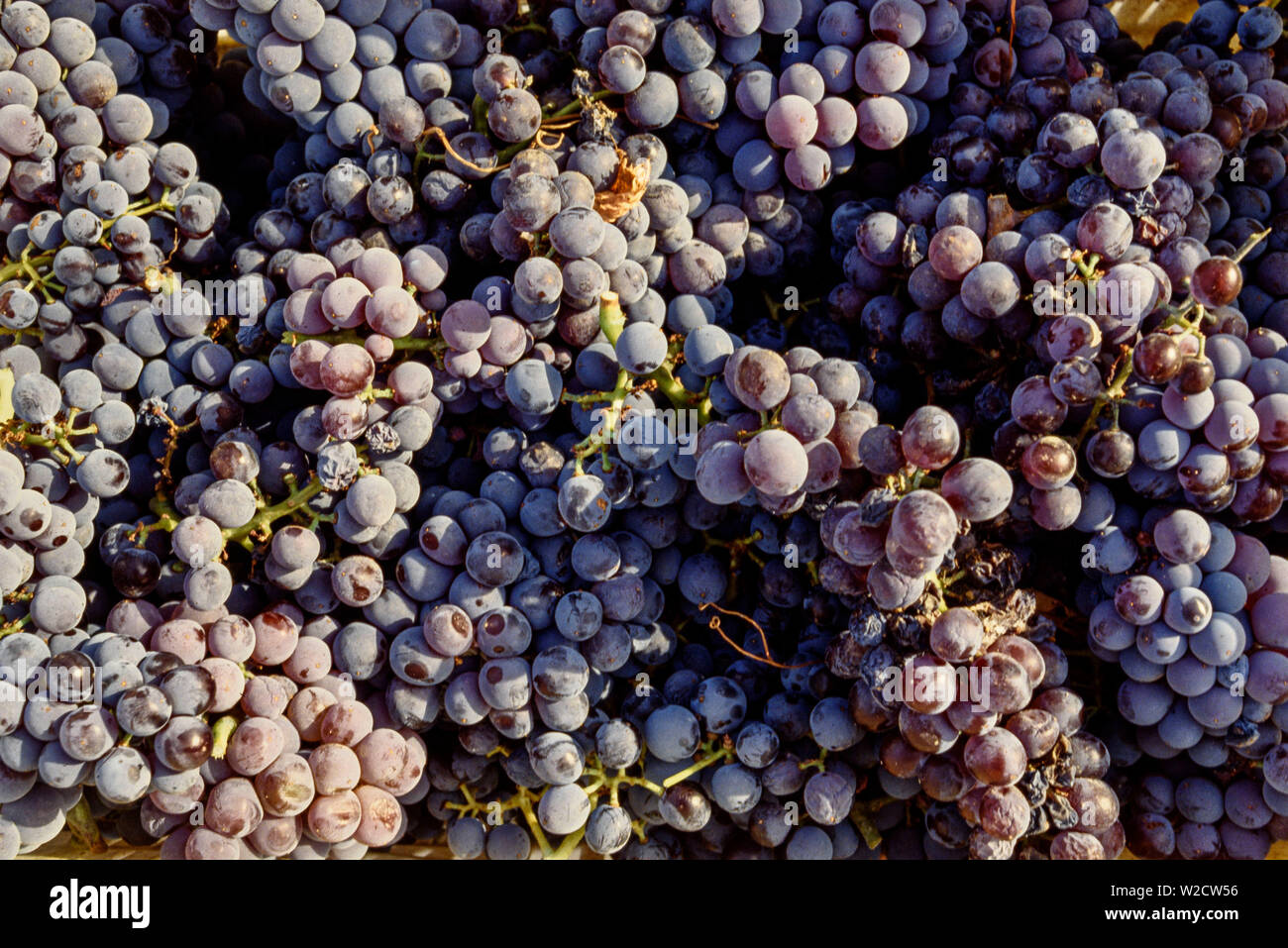 Oliena, Cerdeña, Italia. Las uvas recién cosechadas. Foto: © Simon Grosset. Archivo: Imagen digitalizada de una transparencia original. Foto de stock