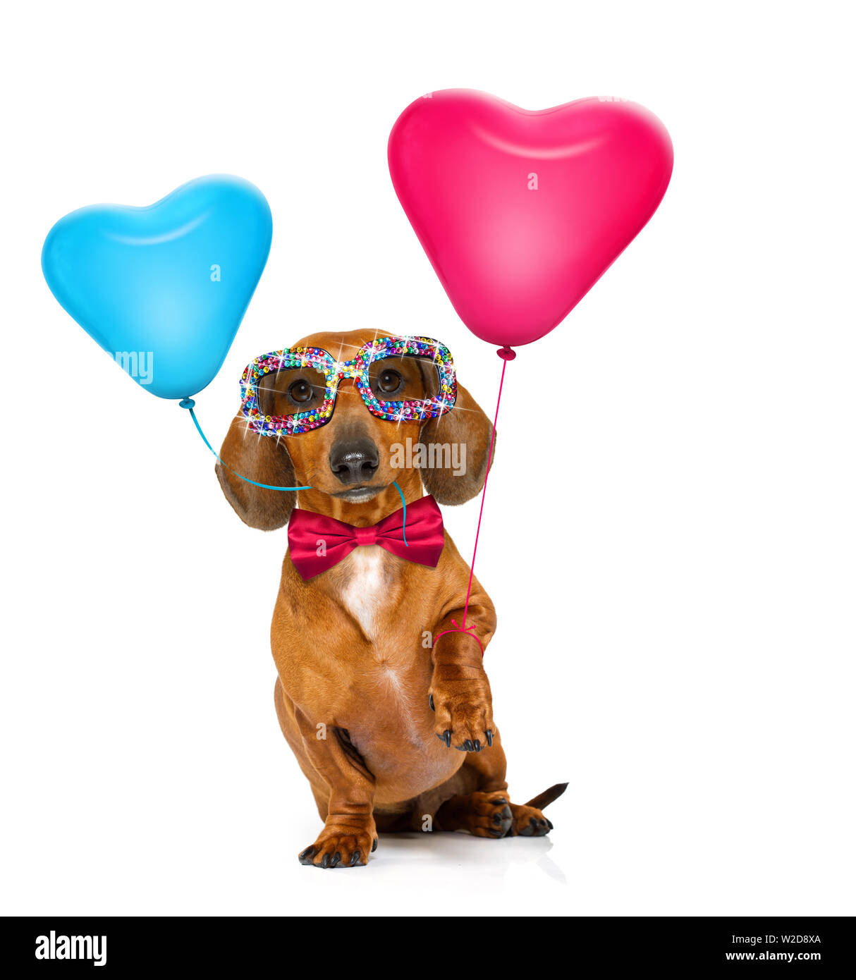 Teckel perro salchicha en el amor para el día de San Valentín o de  cumpleaños con corazón rojo globos, aislado sobre fondo blanco Fotografía  de stock - Alamy