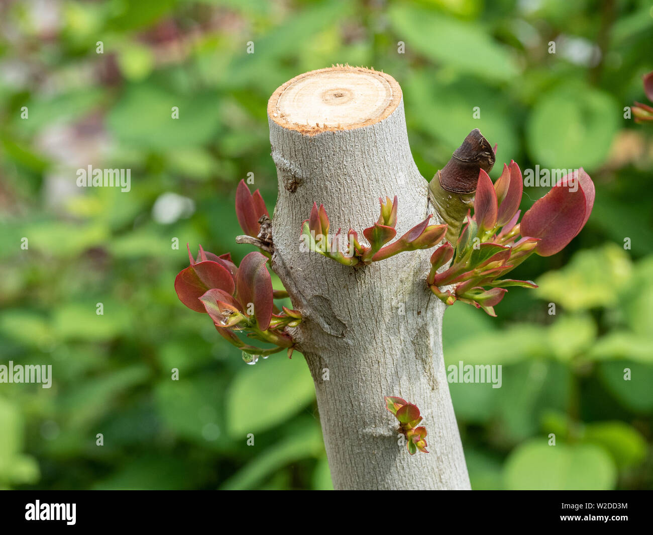 Un primer plano de un tallo talados de eucalipto debeuzevillei mostrando el nuevo crecimiento rojo que aparecen a través de la corteza pálido suave Foto de stock