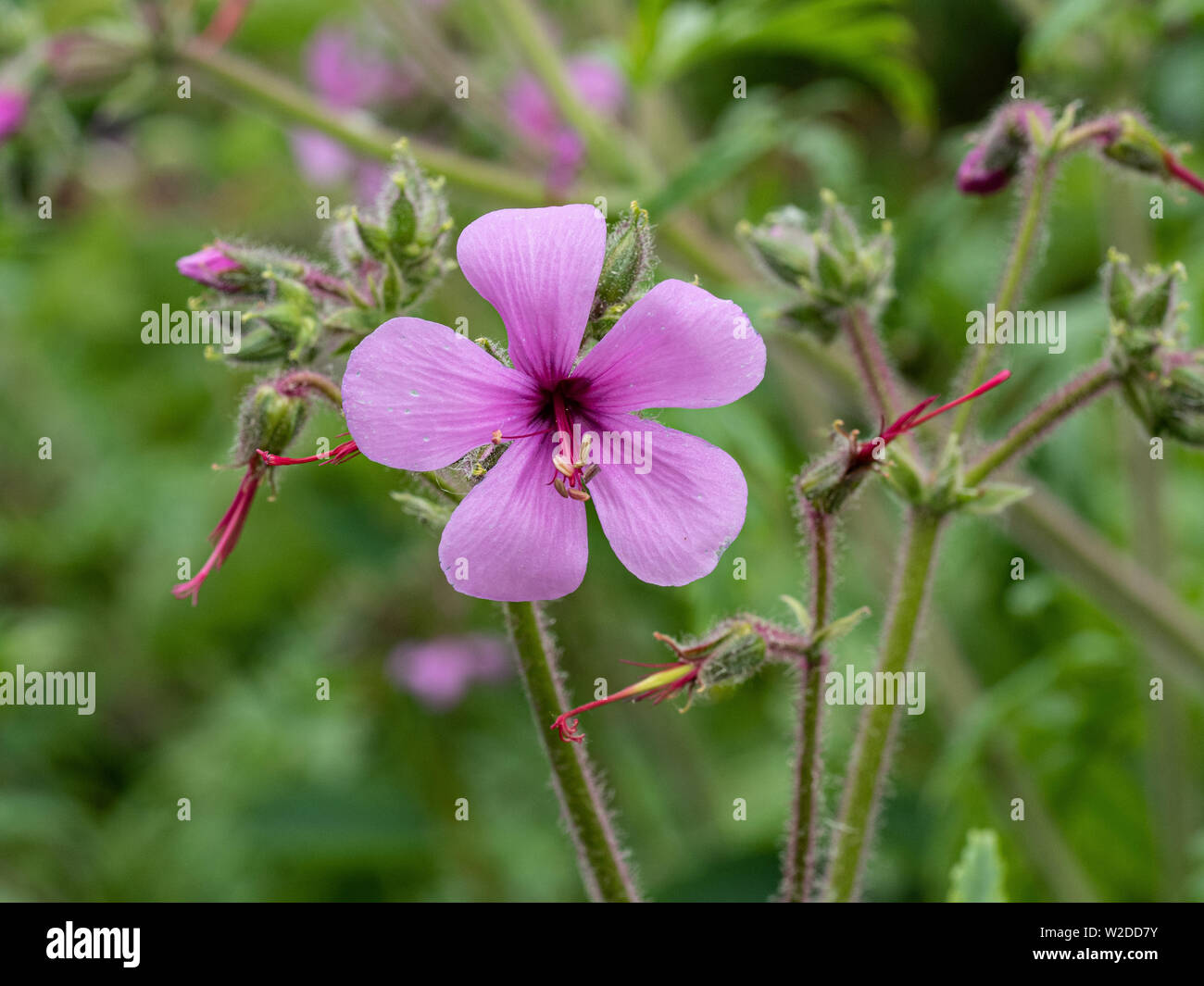 De cerca una sola flor rosa profundo de Geranium palmatum Foto de stock