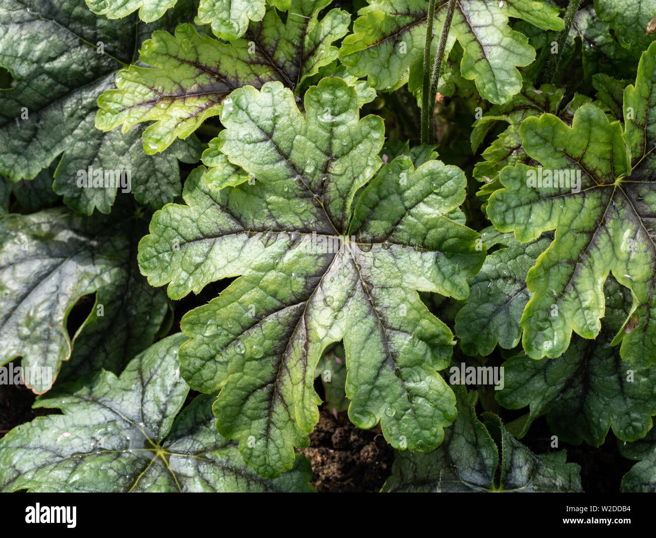 Un primer plano de un follaje de tapiz charecteristic Heucherella mostrando el color oscuro de la hoja veteados Foto de stock