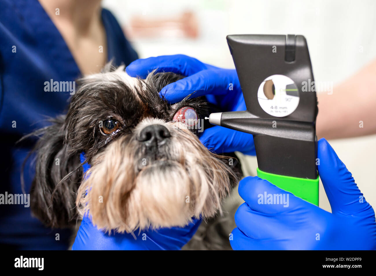 Un veterinario oftalmólogo crea un procedimiento médico, examina los ojos de un perro con la