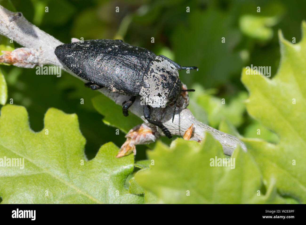 Pfirsich-Prachtkäfer, Pfirsichprachtkäfer, Schwarzer Obstbaumprachtkäfer, Schwarzer Obstbaum-Prachtkäfer, Capnodis tenebrionis, Metalic Wood-Boring ser Foto de stock