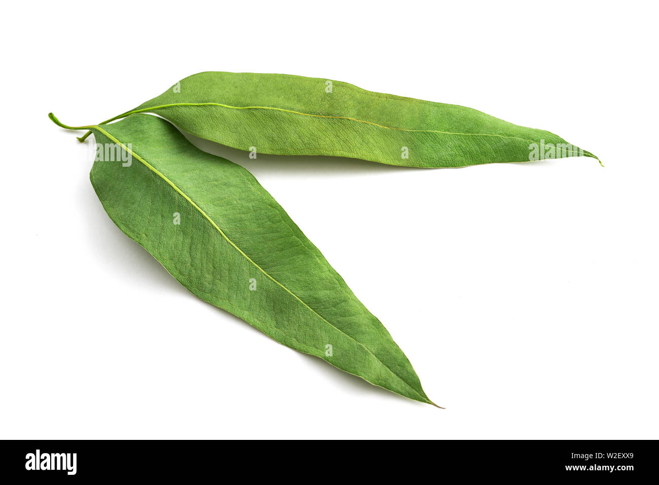 Hojas de eucalipto seca aislado sobre fondo blanco Fotografía de stock