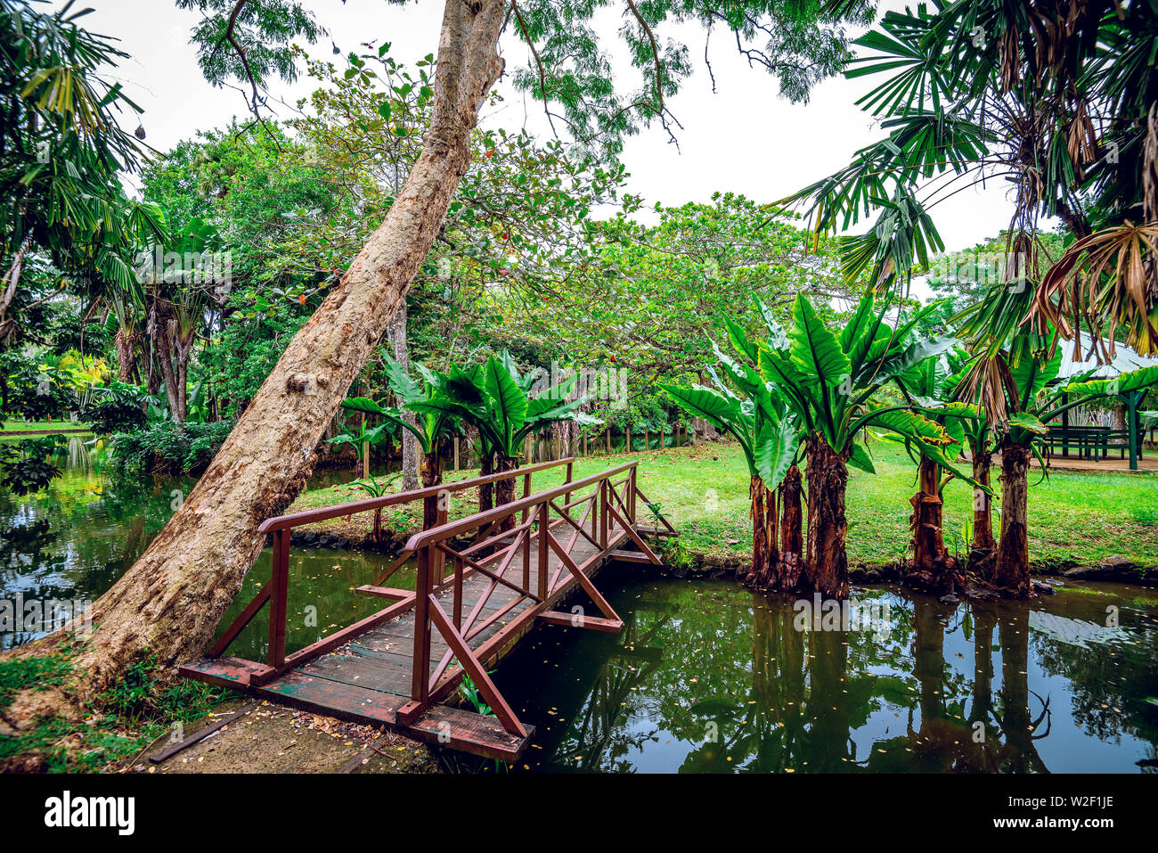 Jardín botánico sir Seewoosagur Ramgoolam en la paradisíaca isla de Mauricio. Imagen de tonos. Foto de stock