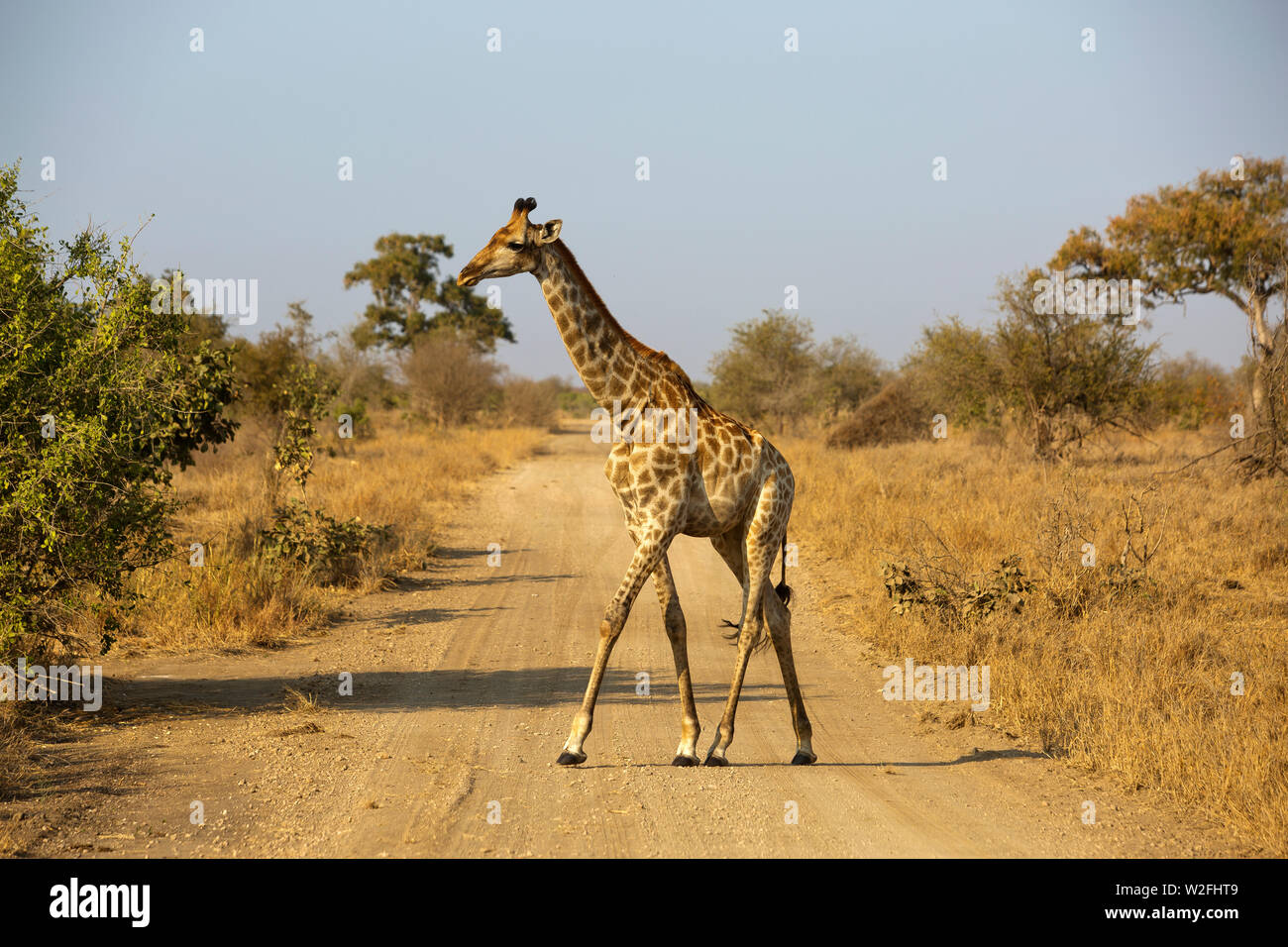 Jirafa cruce la carretera en el Parque Nacional Kruger, Sudáfrica Foto de stock