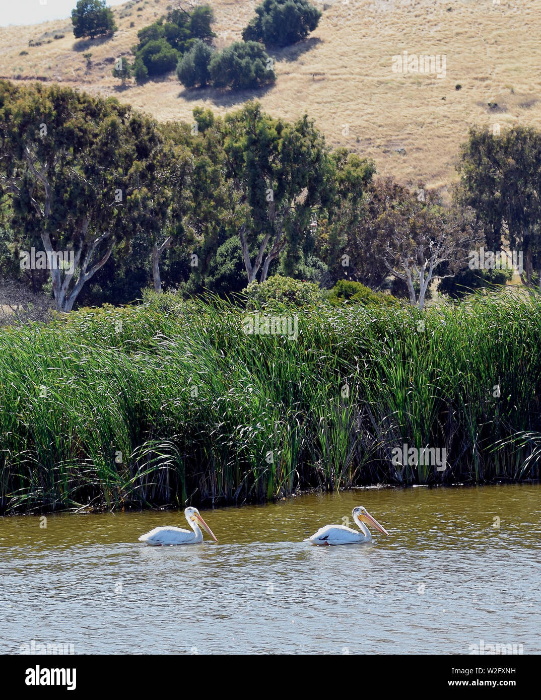 Pelícanos blanco americano, Pelecanus erythrorhynchos, en Main Marsh en Coyote Hills Regional Park, California, a principios de verano Foto de stock