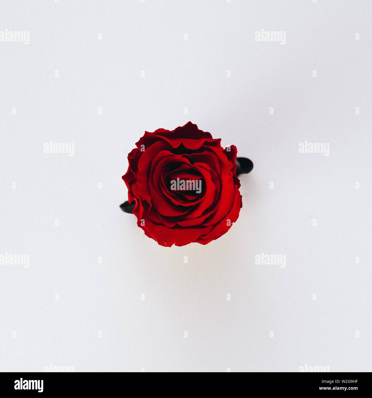 Hermoso Solo Aislado Rojo Rosa Sobre Un Fondo Blanco Puro Papel Tapiz Perfecto Fotografia De Stock Alamy