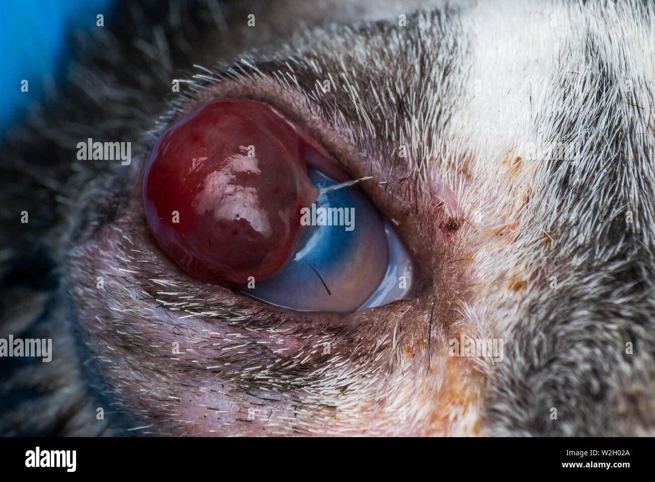 úlcera corneal de gato fotografías e imágenes de alta resolución - Alamy