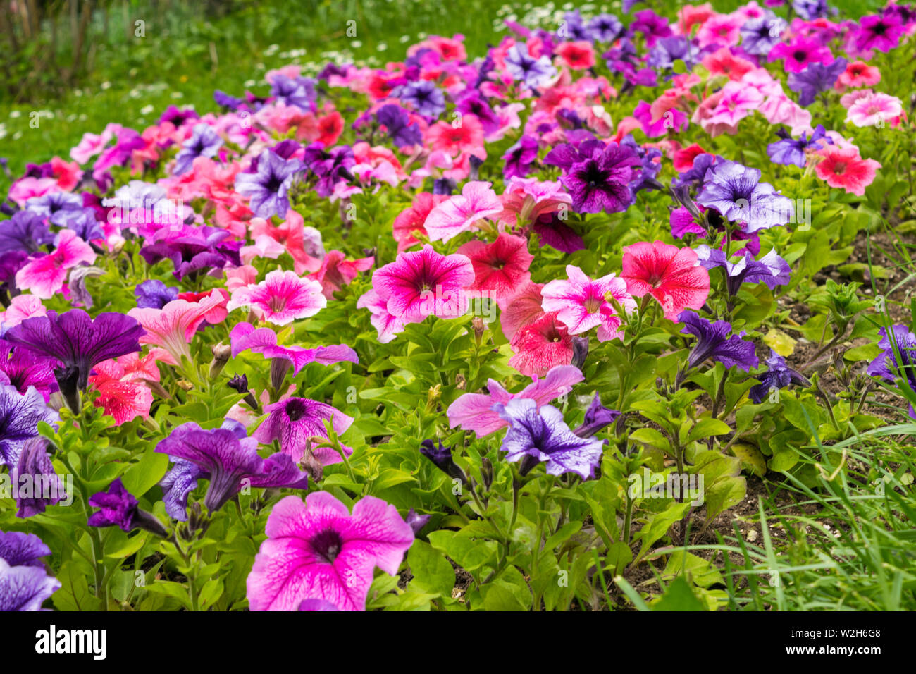 Petunia coloridas flores cama, mezcla de colores Foto de stock