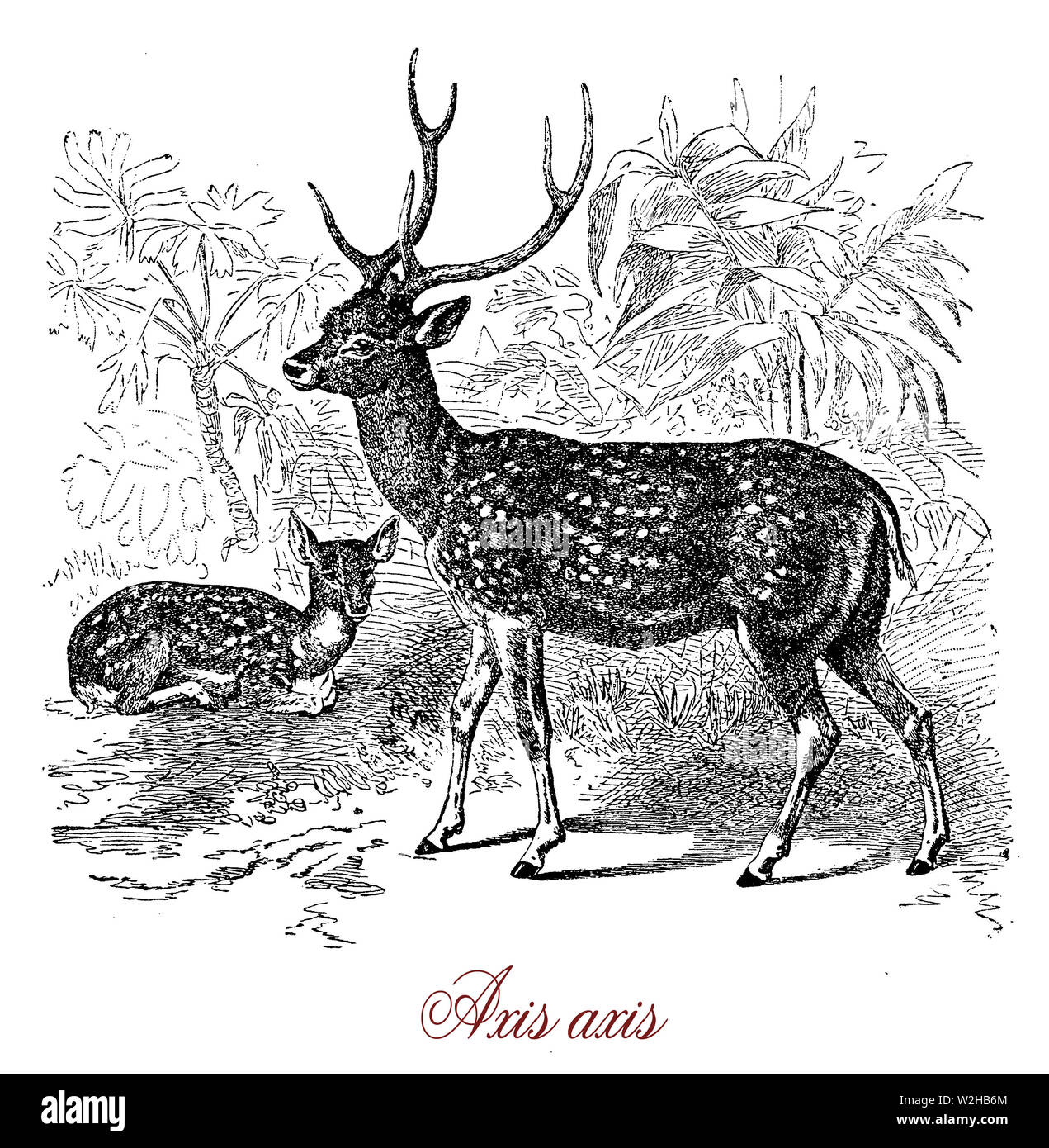 Ciervo Axis o Chital es con cuernos de ciervo y la parte dorsal cubierto por manchas blancas nativas de la India.es un animal gregario y forma manadas matriarcales forrajeando en las praderas Foto de stock