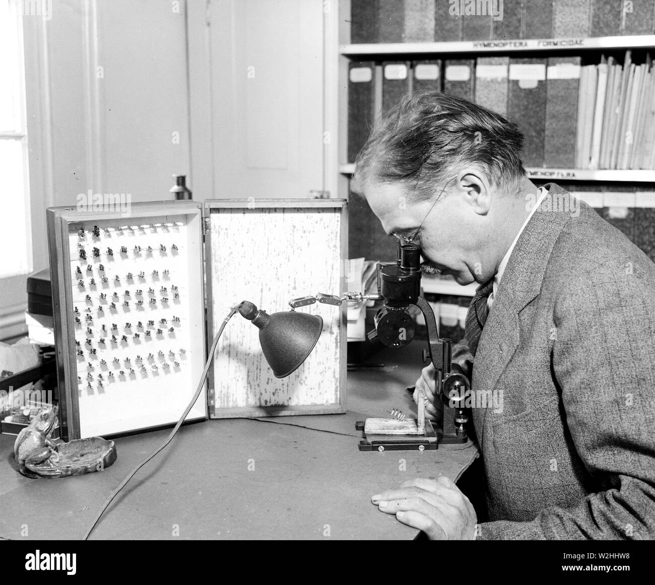 Hombre con la colección de insectos mirando a través de un microscopio en uno de sus especímenes ca. 1936 Foto de stock
