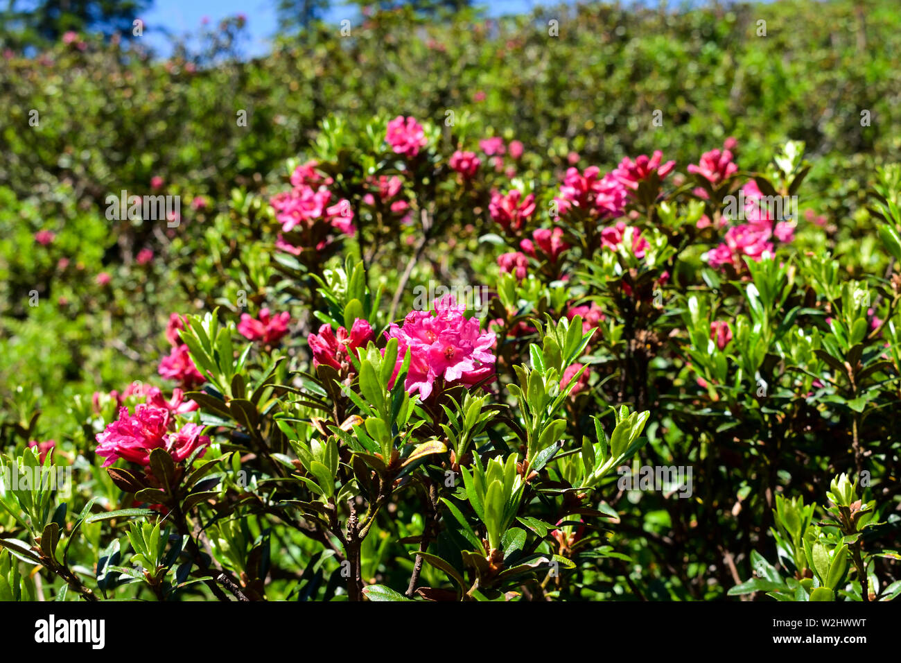 Peludo flor rosa alpina a comienzos del verano. Foto de stock