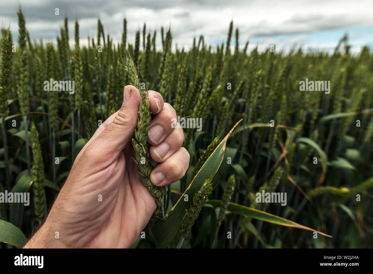 Agricultor examinar espiga de trigo, cerca del lado macho Foto de stock