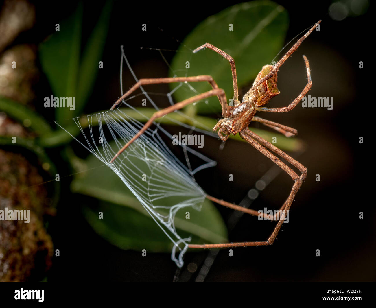 Ojos pequeños net casting araña, Avella sp, caza por la noche en la selva tropical Foto de stock