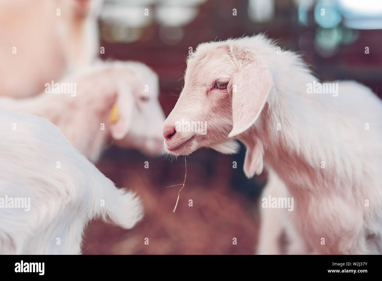 Lindo bebé cabrito en lápiz en finca ganadera, adorable retrato de animales domésticos Foto de stock