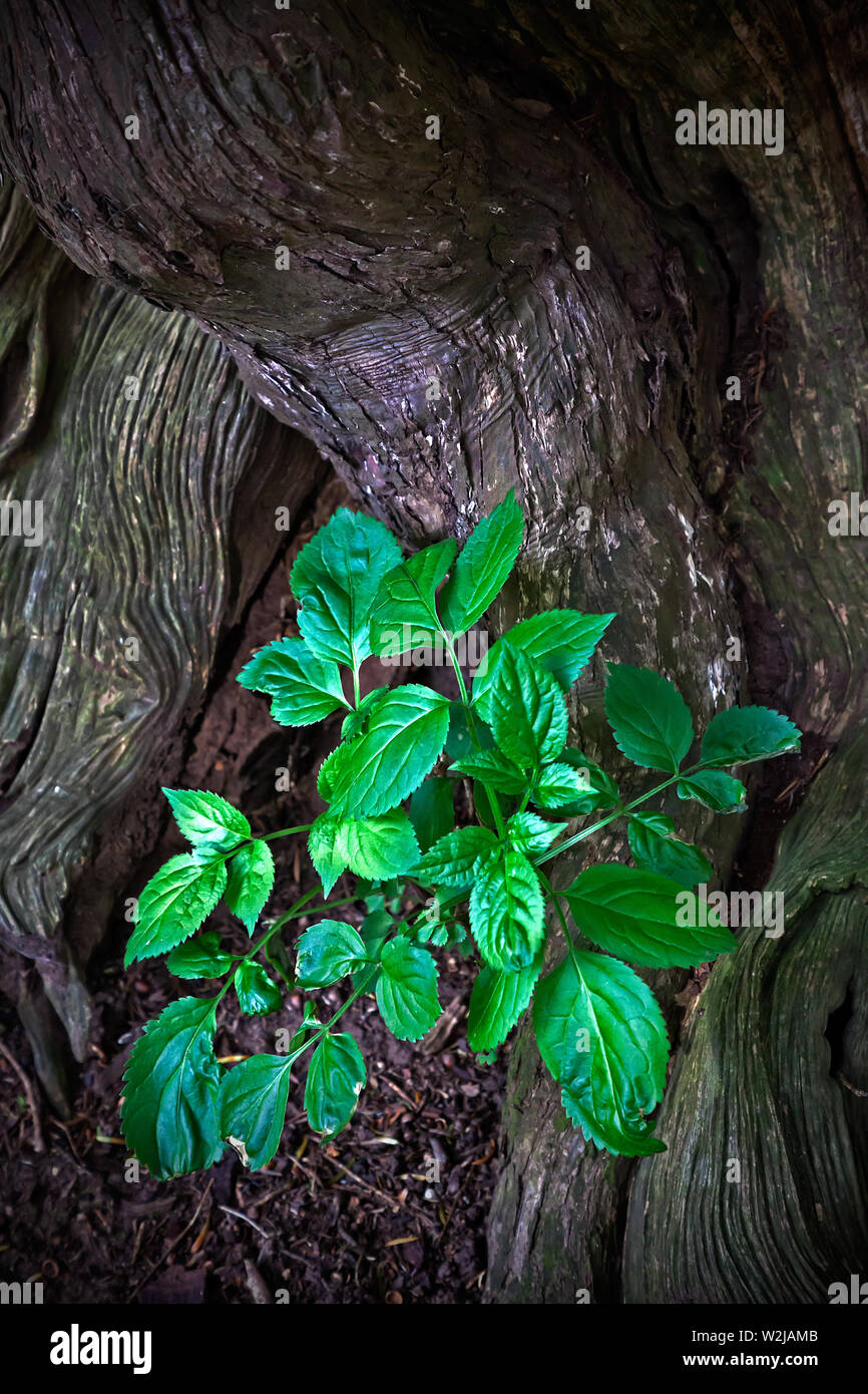 Antiguo árbol de Yew con nuevo crecimiento y hojas verdes vibrantes. Nuevo concepto de inicio de vida. Foto de stock