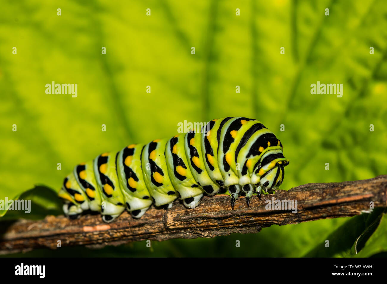 Este Especie Caterpillar (Papilio polyxenes) Foto de stock