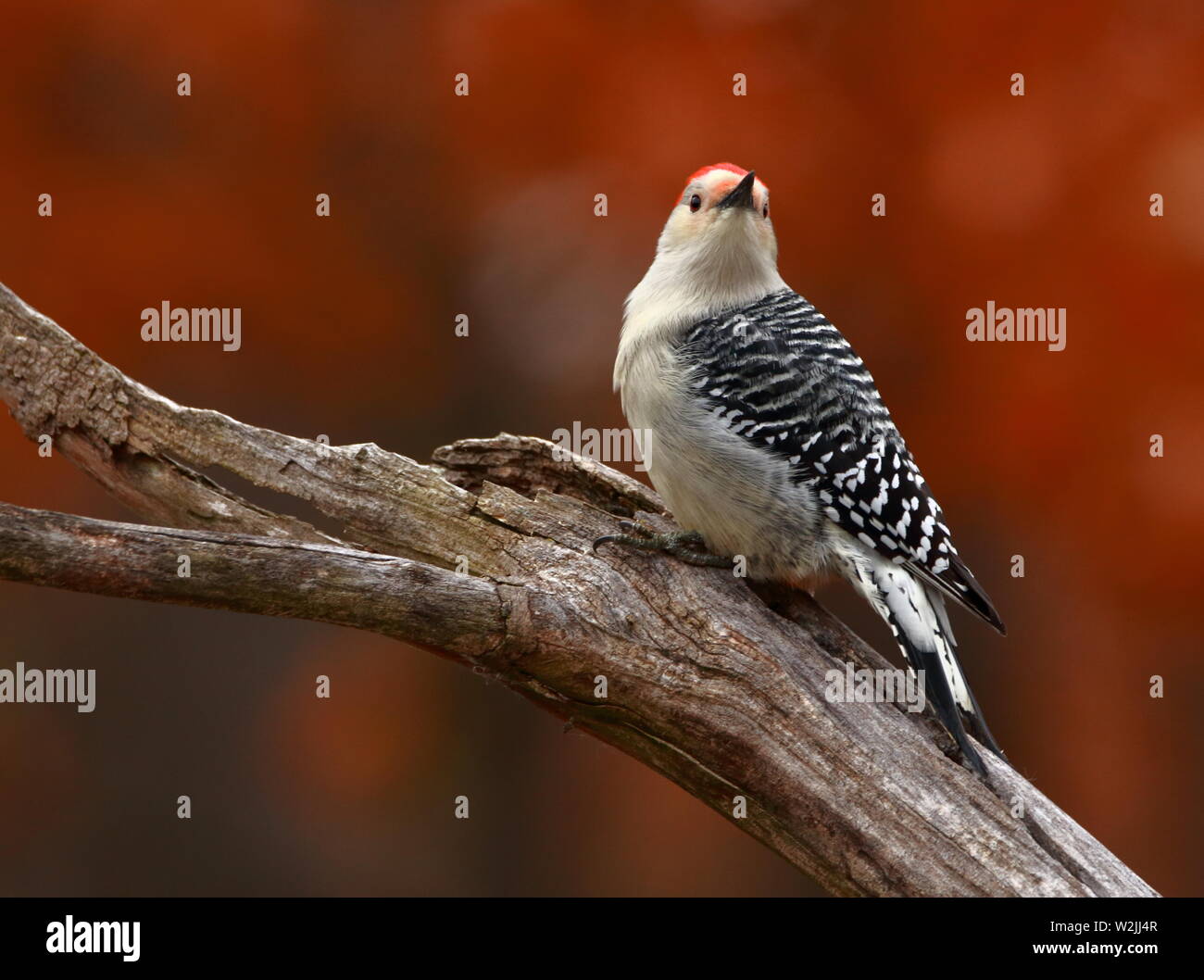 Pájaro carpintero posado sobre rama con colores de otoño Foto de stock