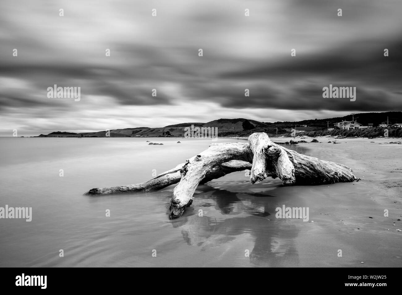 Un árbol muerto en la playa, Kaka Point, los Catlins, Isla del Sur, Nueva Zelanda Foto de stock