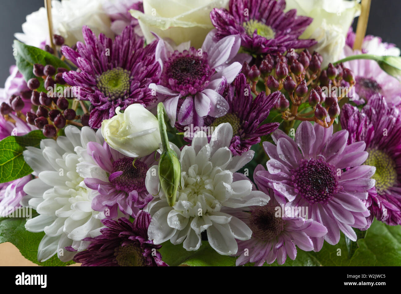 Ramo de crisantemos blancos y morados. Flores macro photo Fotografía de  stock - Alamy