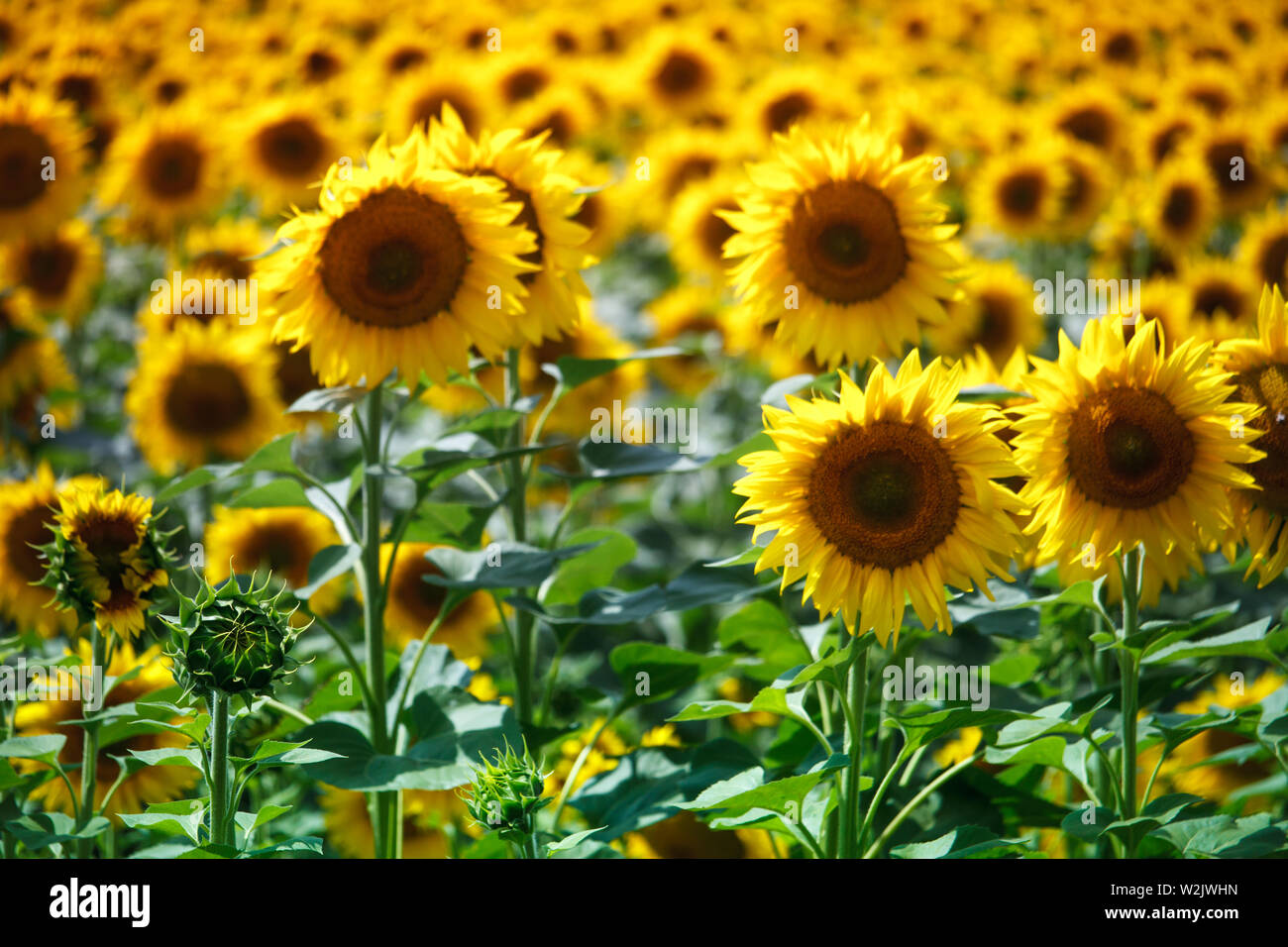 Un campo infinito con girasoles, flor de color amarillo brillante soft  focus Fotografía de stock - Alamy