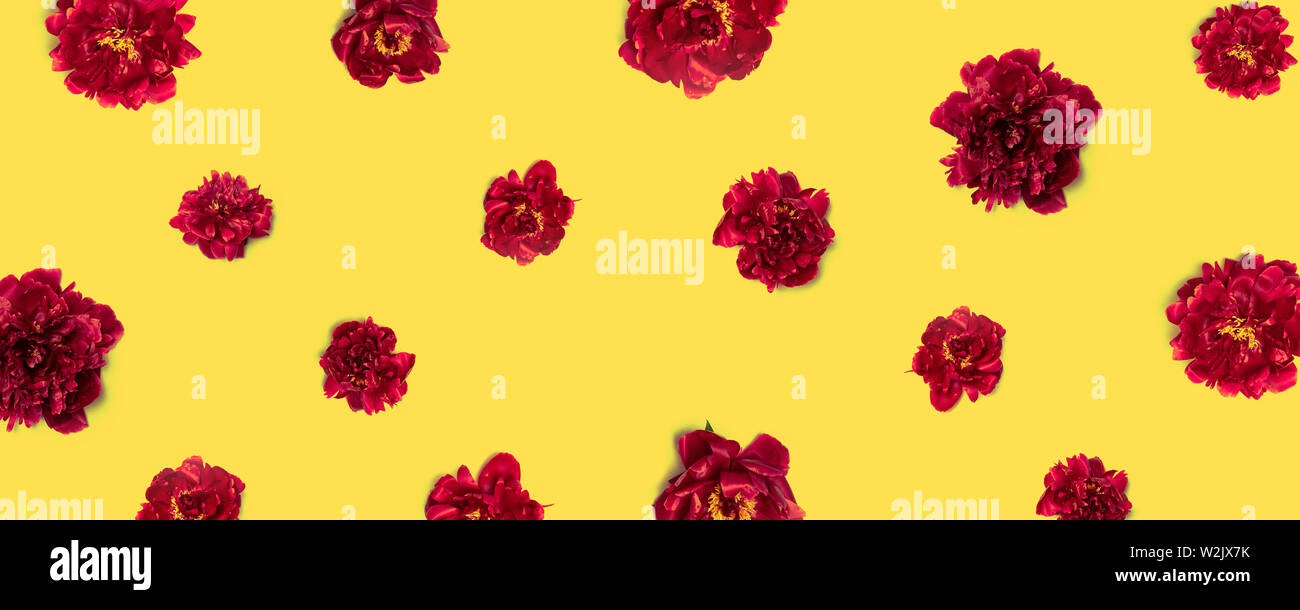 Plano creativo laicos mañana composición de rojo-granate peonías flores patrón sobre un fondo amarillo, puede ser utilizado para la pancarta, póster, postales, imprimir en Foto de stock