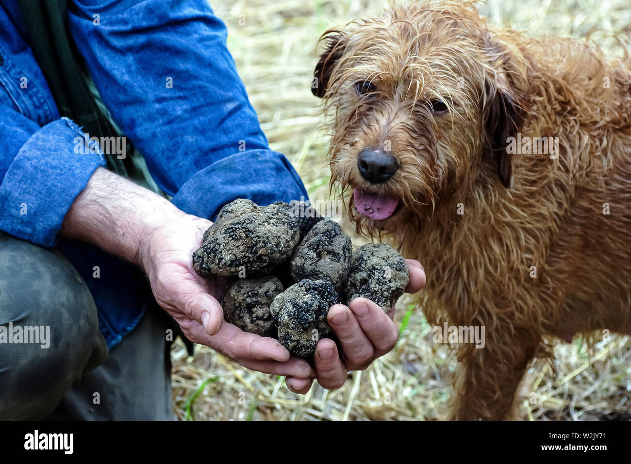 italia-molise-macchiagodena-es-de-la-busqueda-de-la-trufa-con-perro-w2jy71.jpg