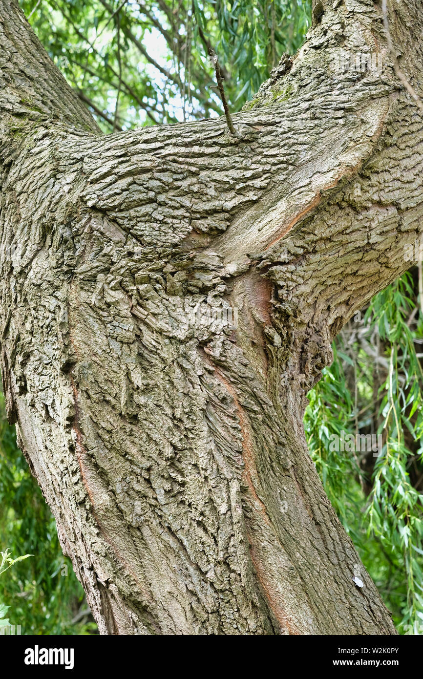 Tronco grueso del árbol foto de archivo. Imagen de viejo - 194097490
