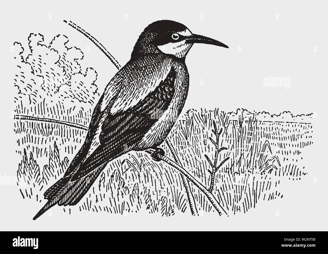 (Merops apiaster) sentado en una rama. Ilustración tras un histórico grabado desde principios del siglo XX Ilustración del Vector