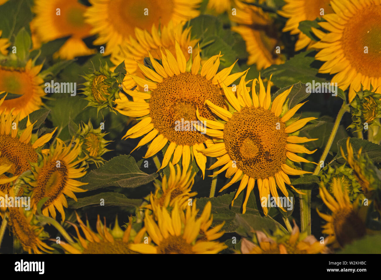 Campos de girasoles Dixon, California Foto de stock