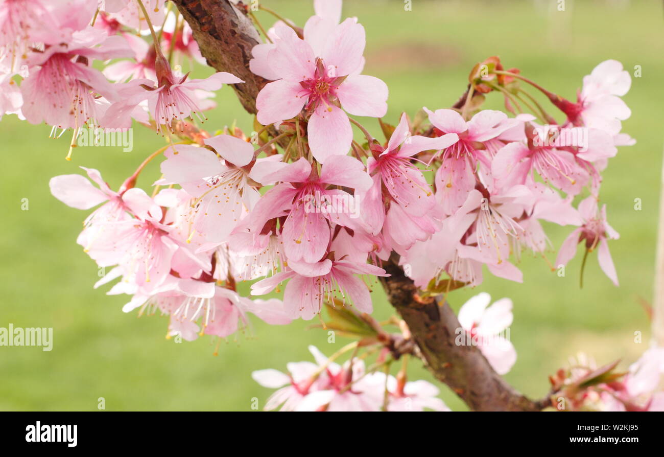Prunus incisa 'Zdenka' Fuji ornamentales cerezos en flor en primavera - UK Foto de stock