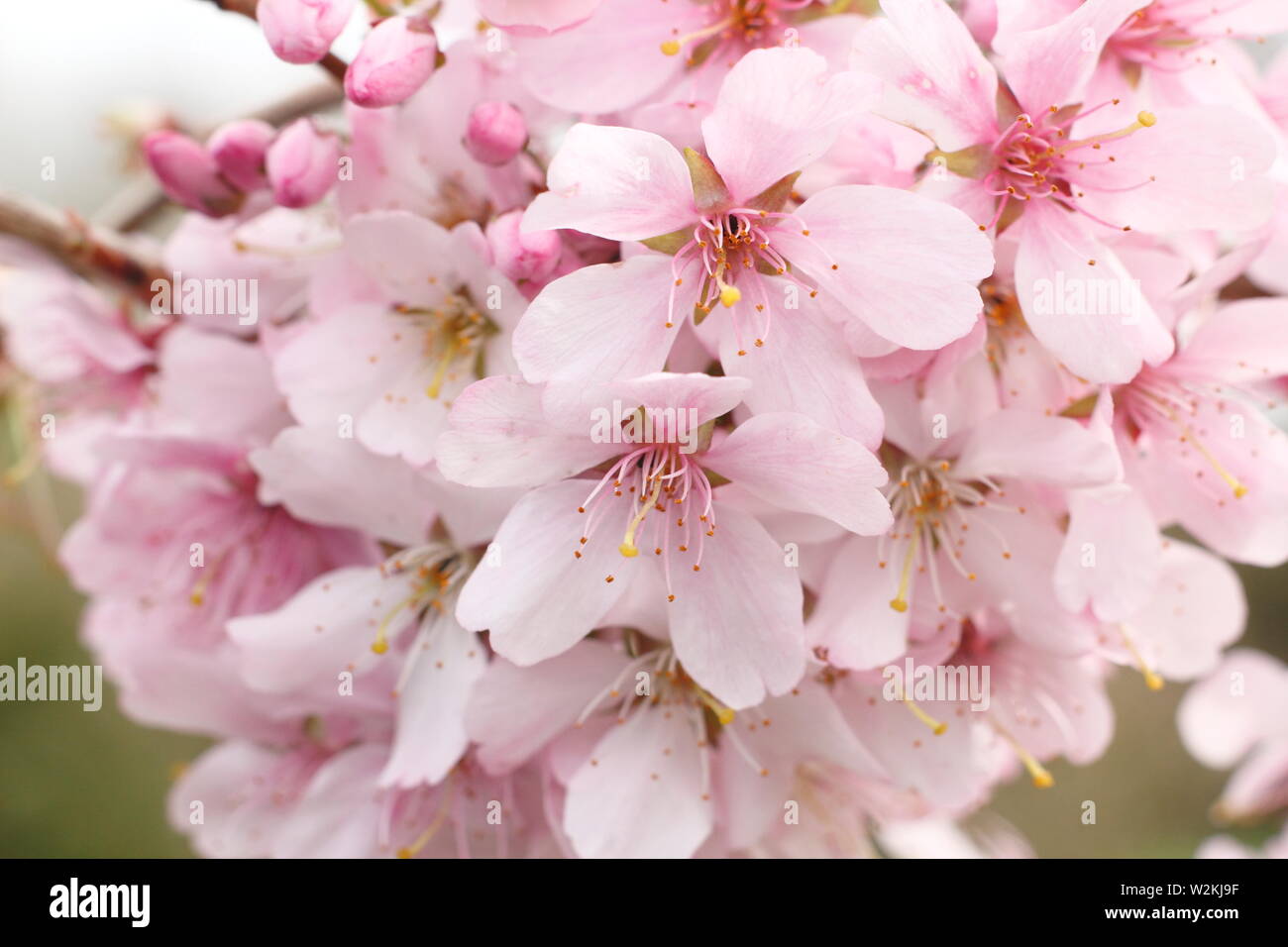 Prunus incisa 'Zdenka' Fuji ornamentales cerezos en flor en primavera - UK Foto de stock