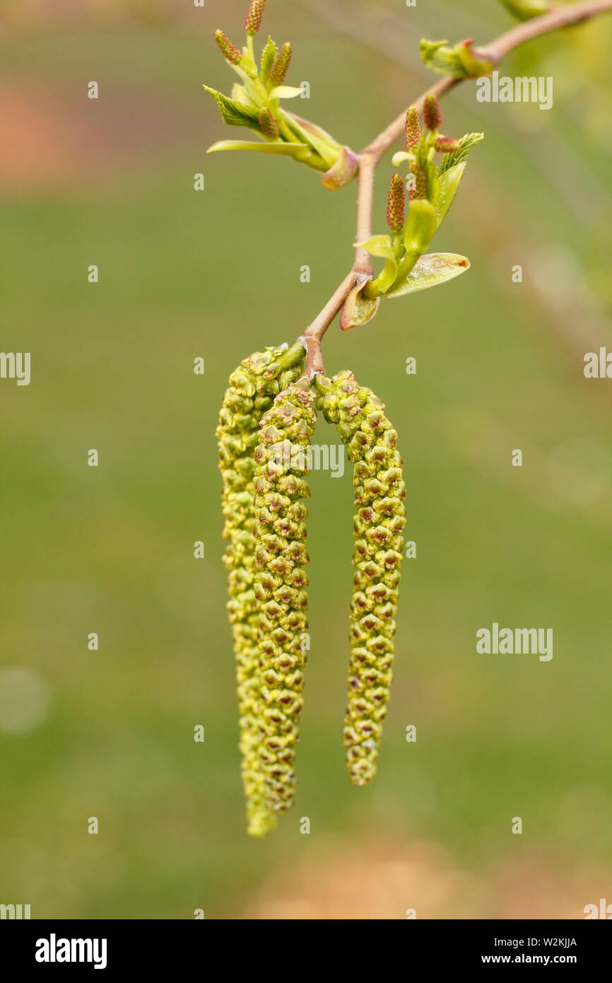 Alnus maximowiczii. Aliso montanos cultivada por sus amentos ornamentales. Foto de stock