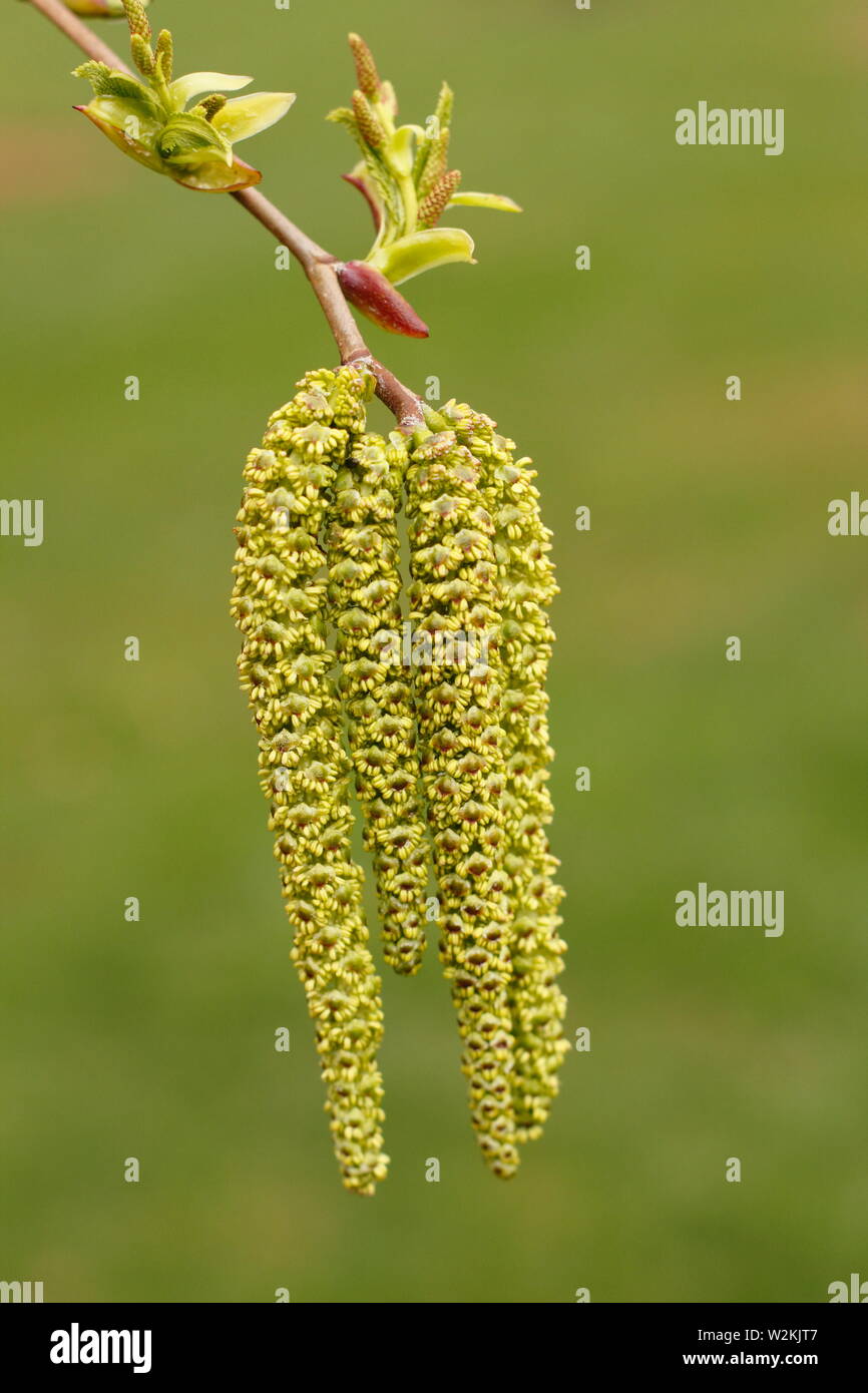 Alnus maximowiczii. Aliso montanos cultivada por sus amentos ornamentales. Foto de stock