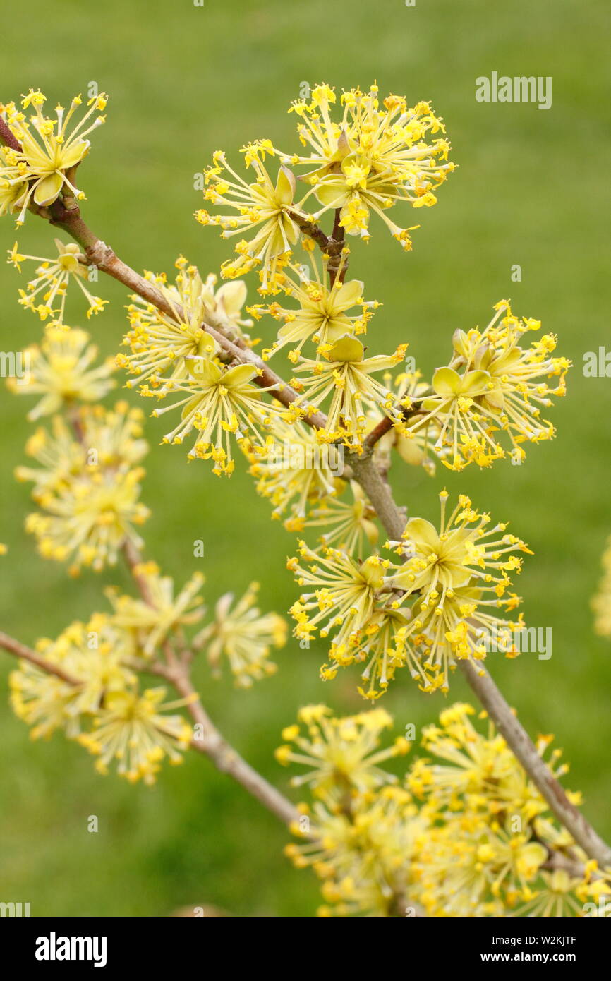 Cornus Mas 'Jolico' - Cornalina cerezos en flor en primavera - Mayo. UK Foto de stock