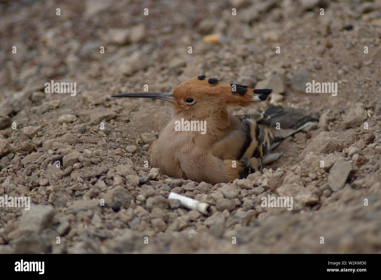 Abubilla Bird se sentaron en el suelo en Tenerife, España Foto de stock
