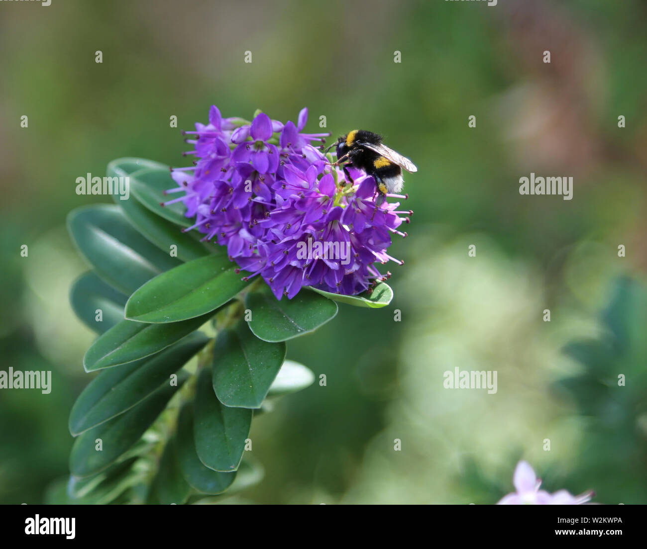 Blooming flor morada de Hebe franciscana con hojas verdes sobre un fondo, bumblebee alimentándose de una flor hebe Foto de stock