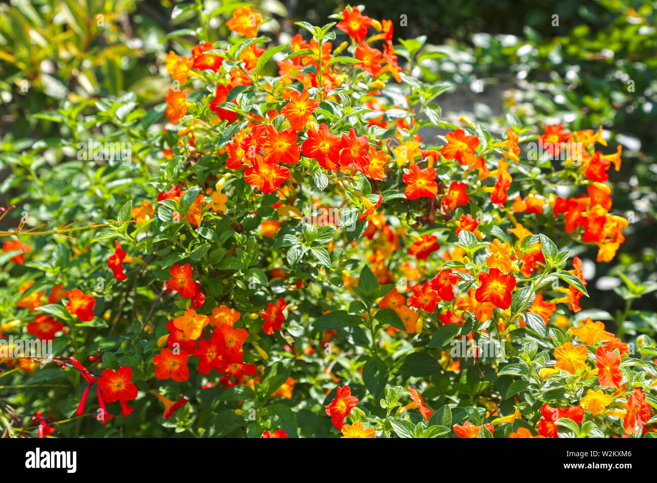 Planta tropical con flores rojas impatiens neuguinea, también conocido como jewelweed, touch-me-no, y paciencia, balsamine snapweed Foto de stock