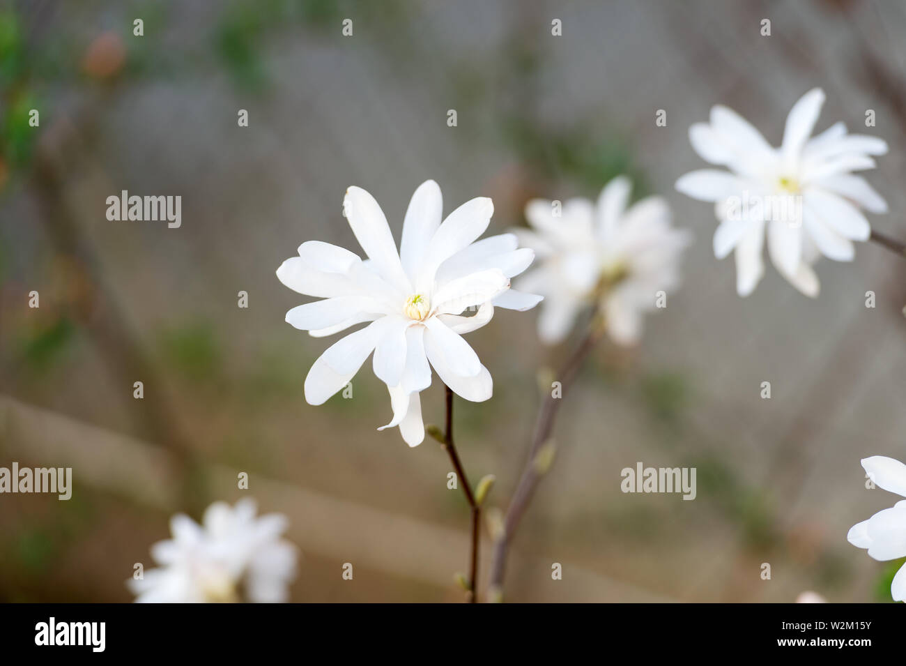 Pétalos Delgados Fotos e Imágenes de stock - Alamy