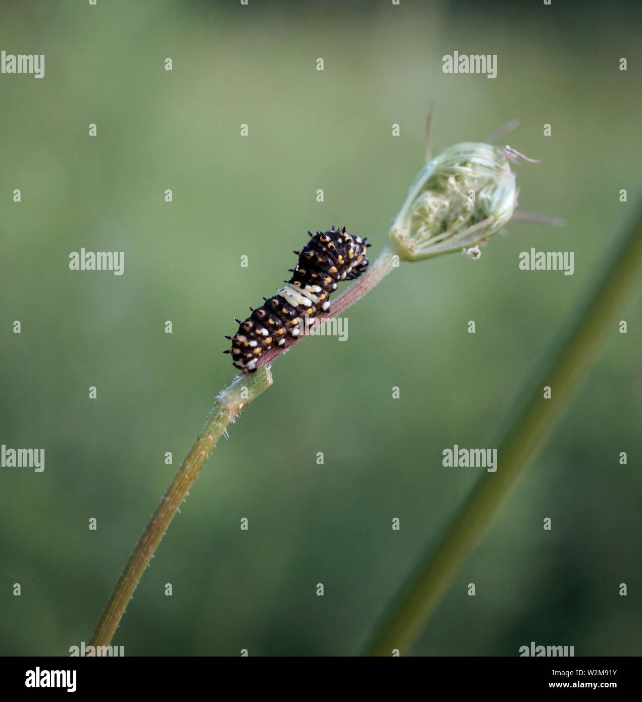 Especie Caterpillar (inmaduros) en un tallo Foto de stock